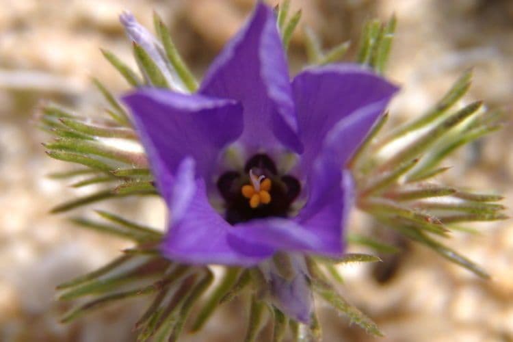 Linanthus 3