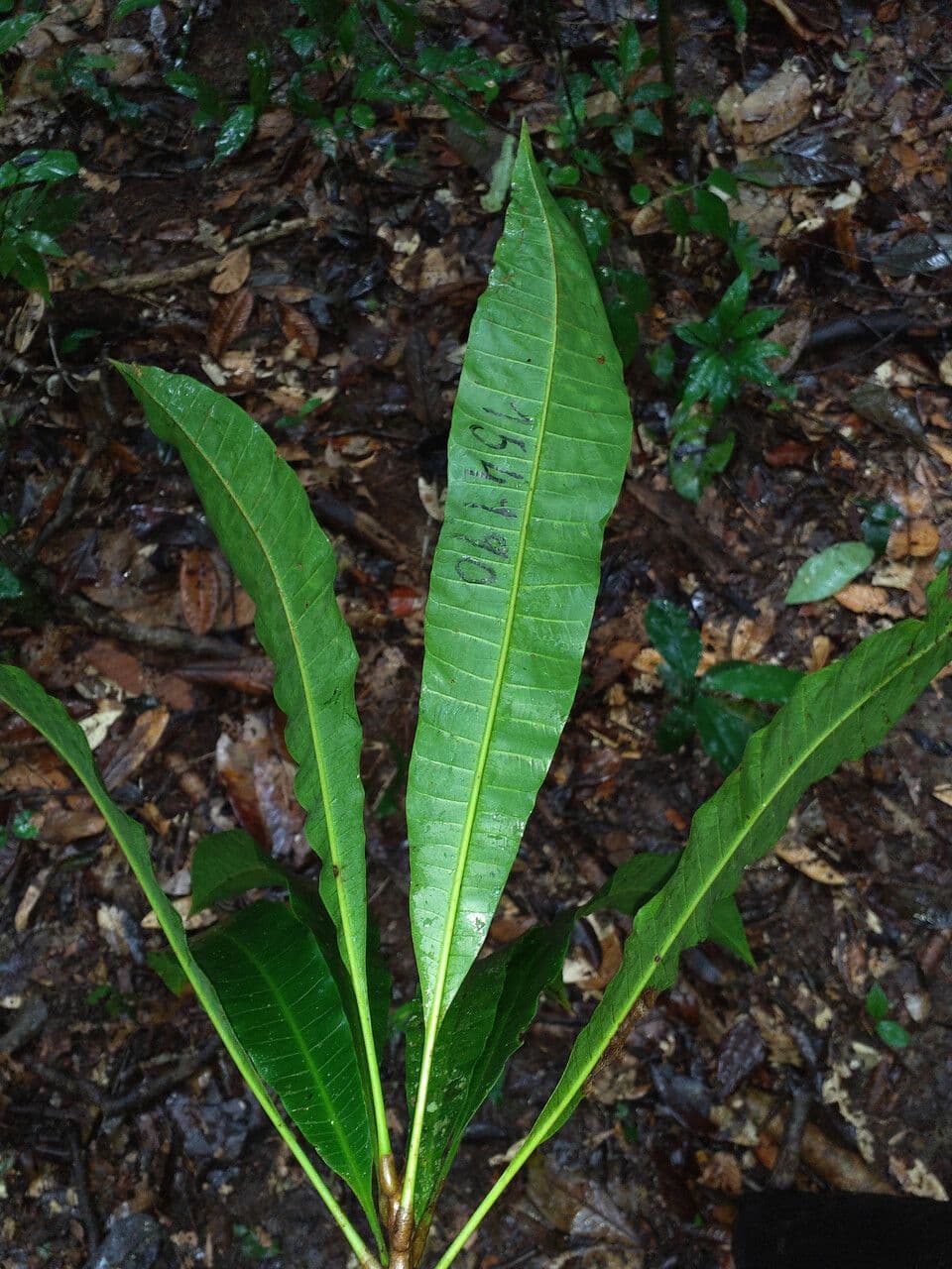 Spruce Cashew 3