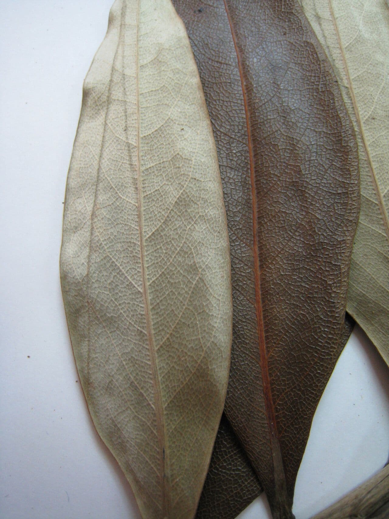Ocotea 8