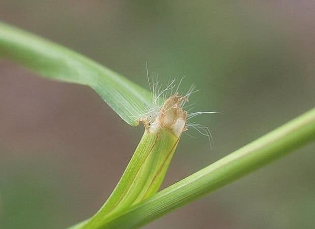Urville-Paspalum 22
