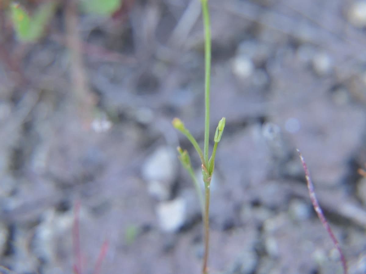 Cicendia filiformis 17