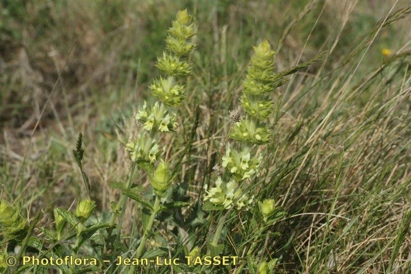 Sideritis 2