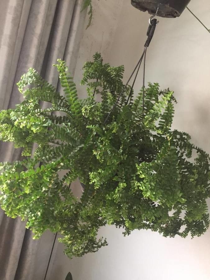 Nephrolepis 5