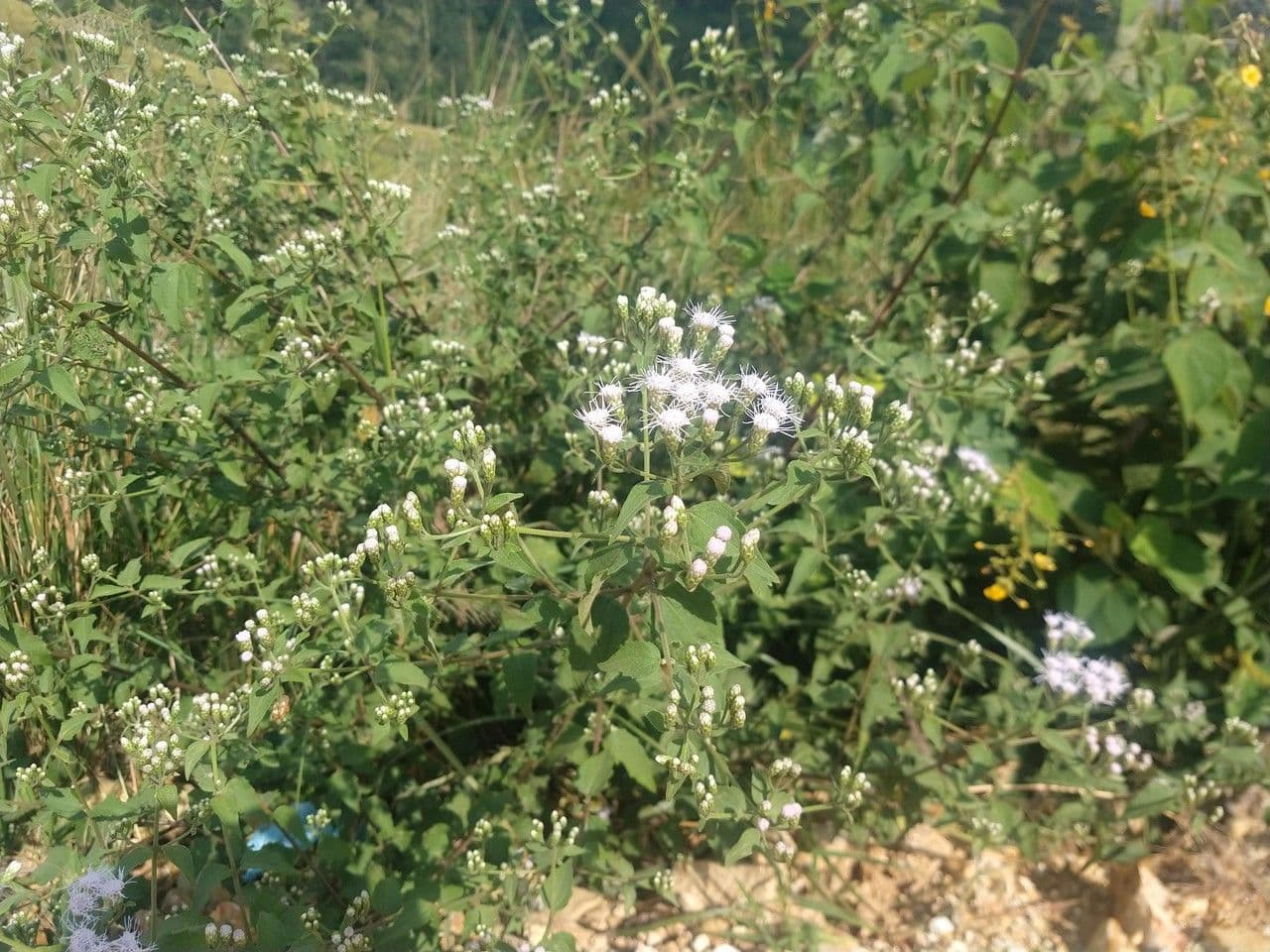 Herbe du Laos 12