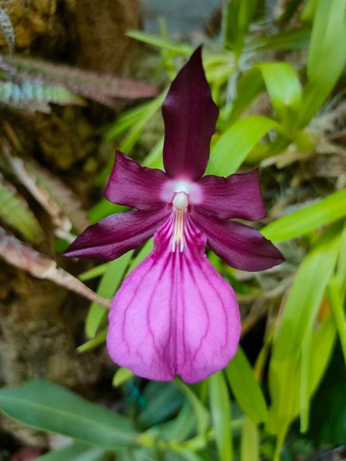 Miltonia 4