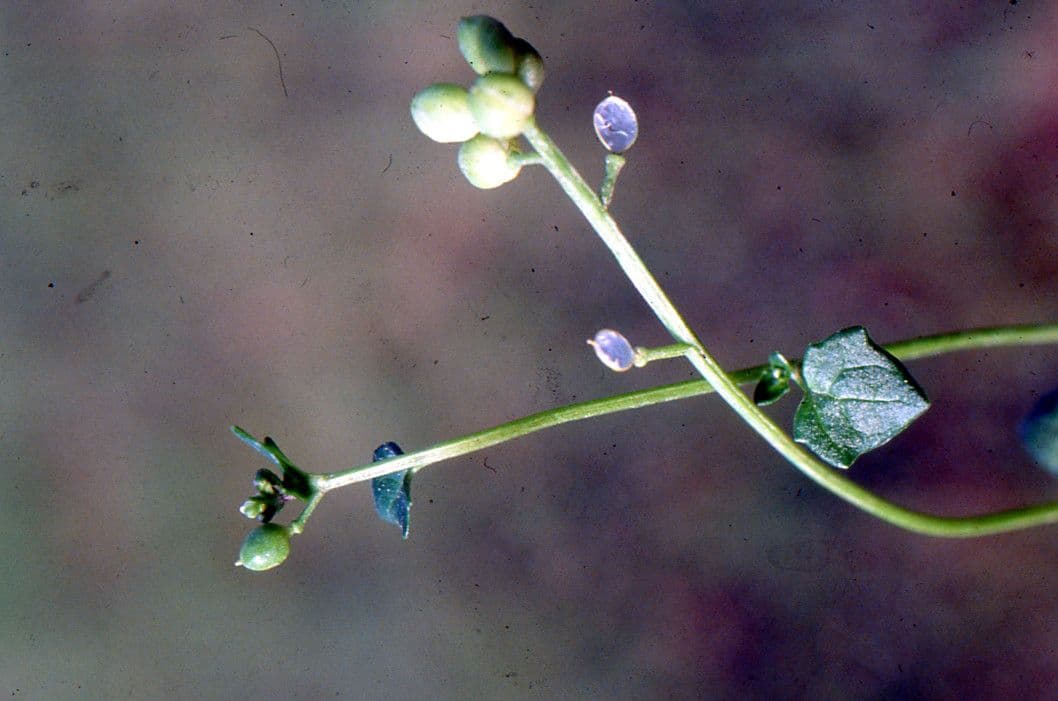 Coclearia danese