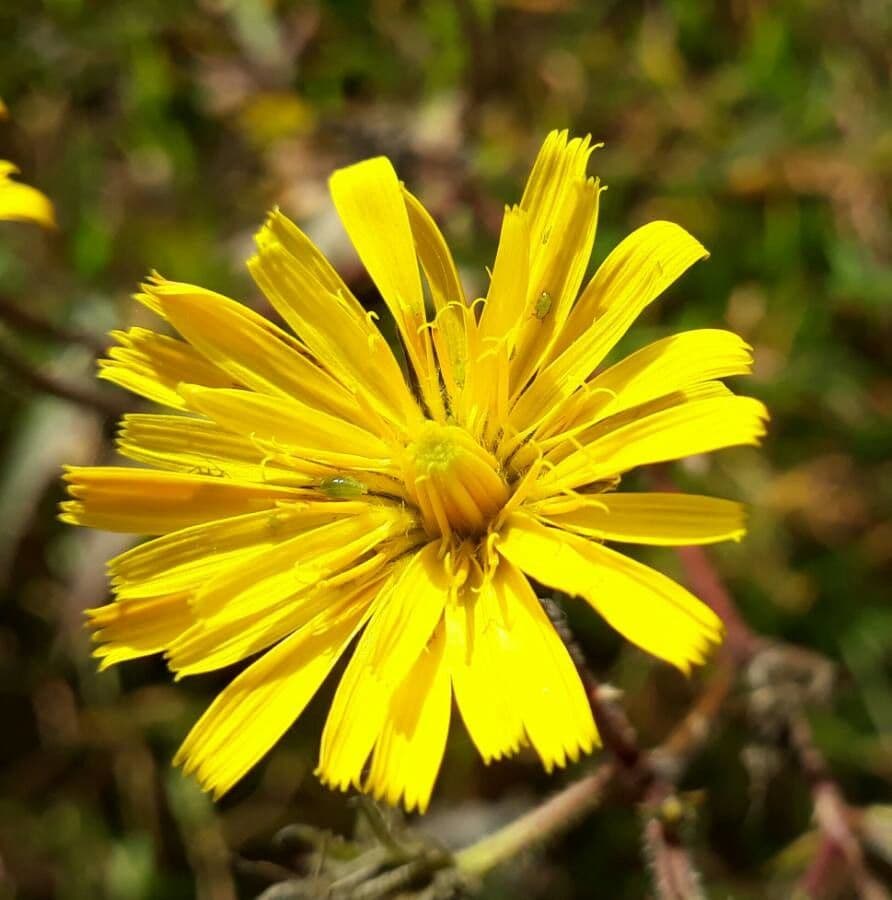 Radicchiella dolcigna 9