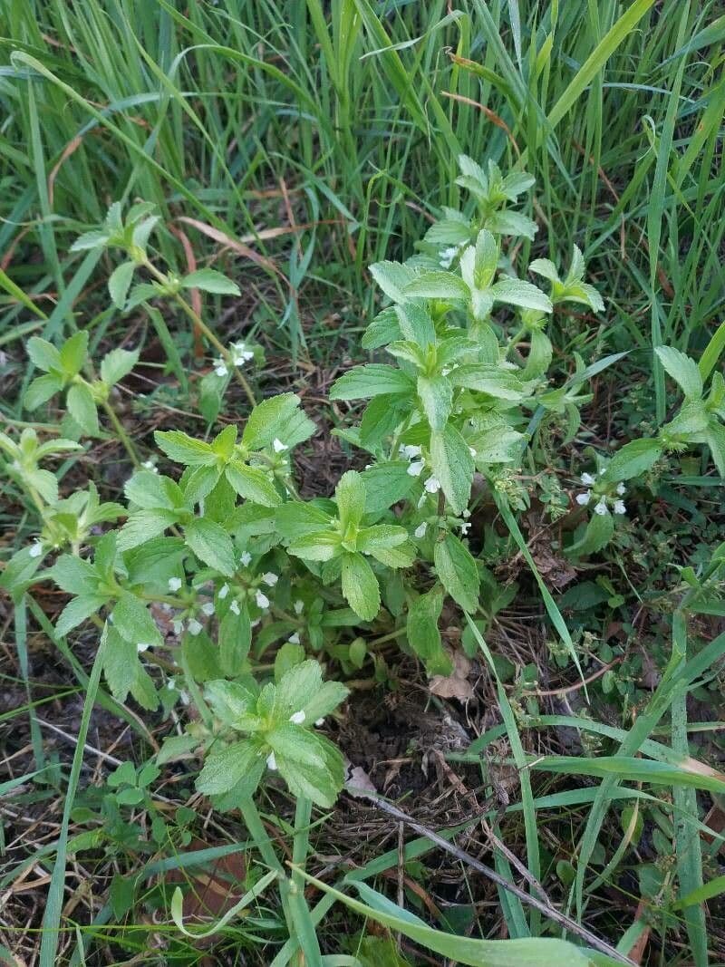 Sideritis romana 9