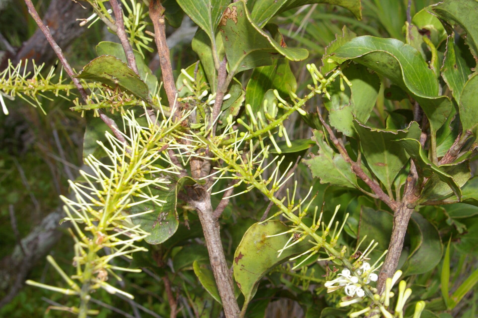 Roupala 5