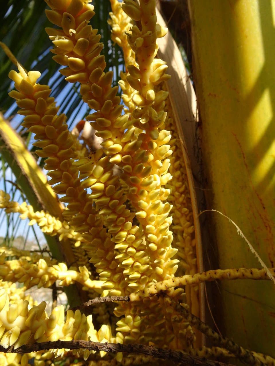 Cocotier 10