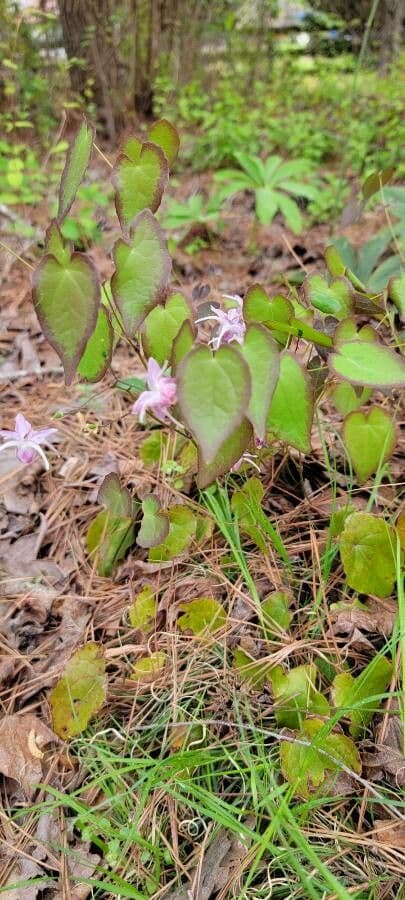 Großblütiges Elfenblümchen 8