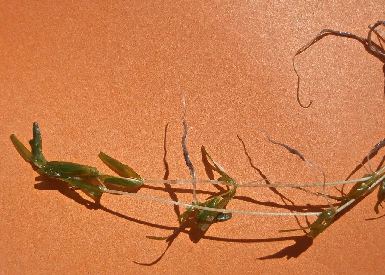 Callitriche troncata