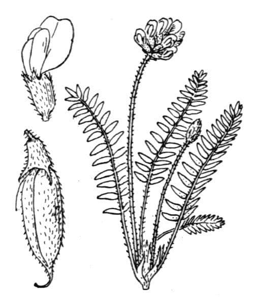 Oxitropis 24