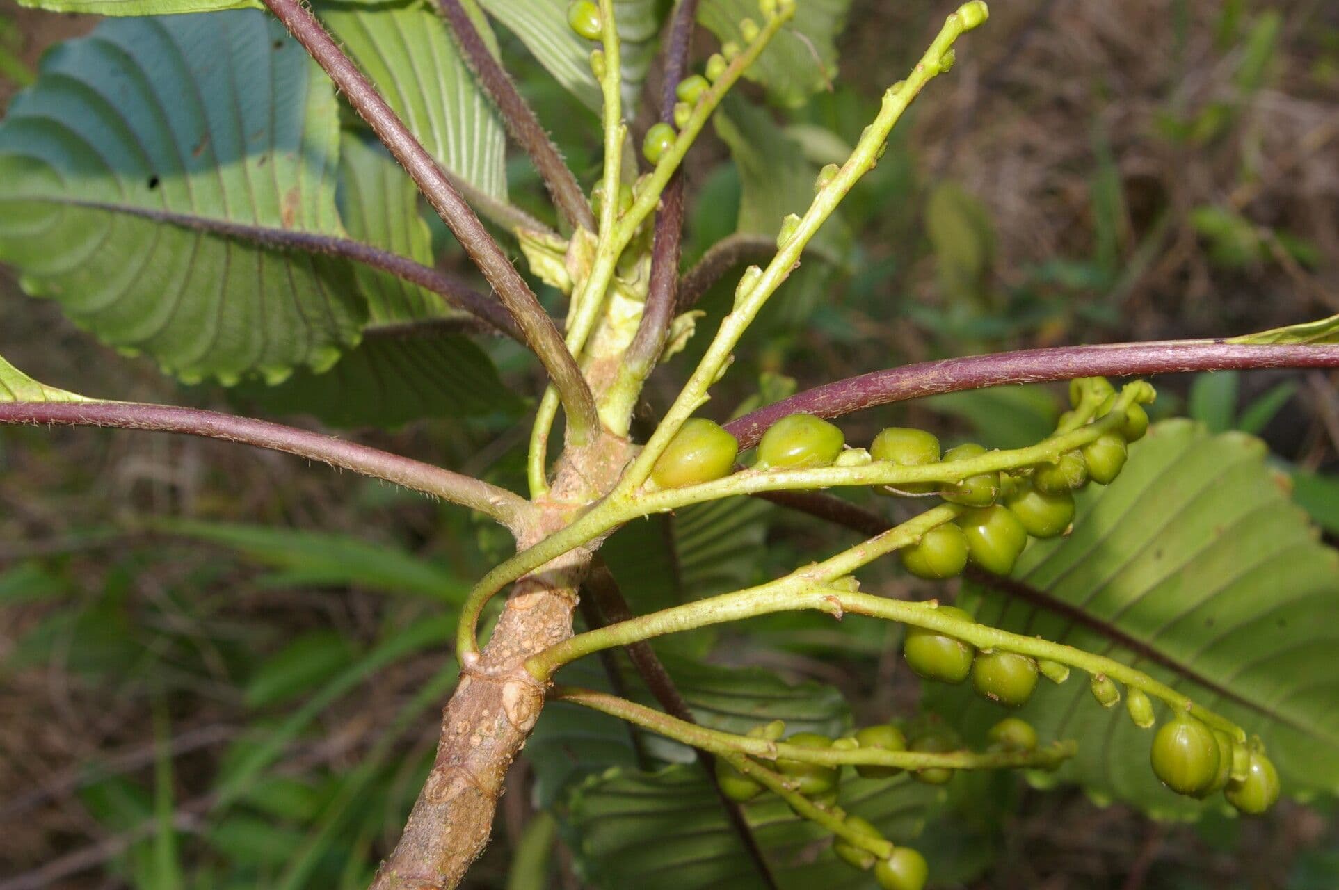 Guettarda