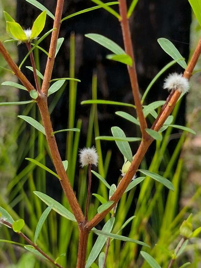Leinblättrige Pimelea