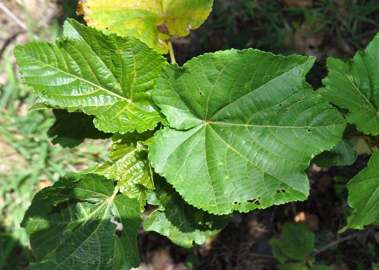 Dombeya 16