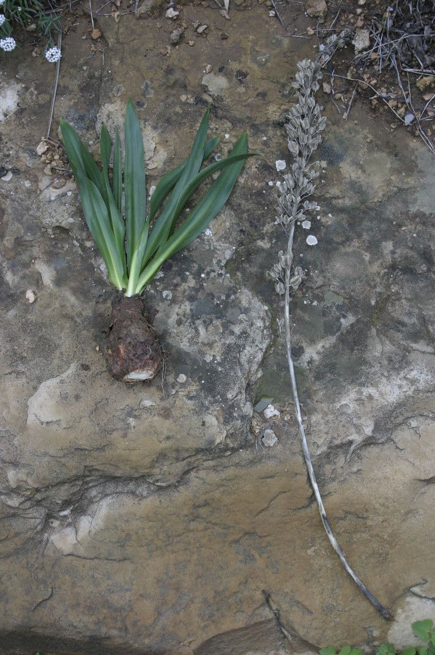 Drimia 10