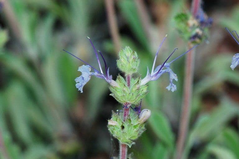 Salvia sonomensis 2