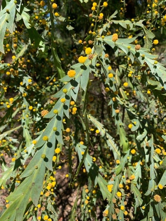 Acacia glaucoptera 12
