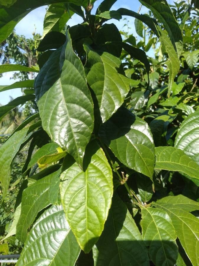 Alchornia rugosa 3