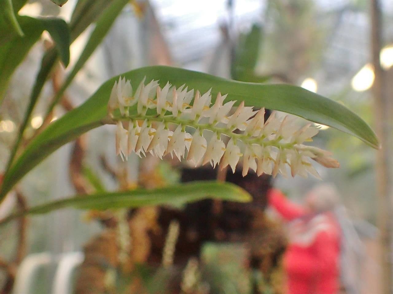Orchidée queue de chat 5