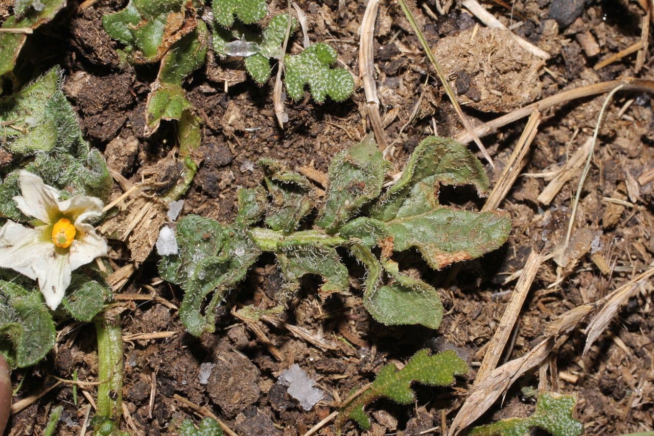 Solano 6