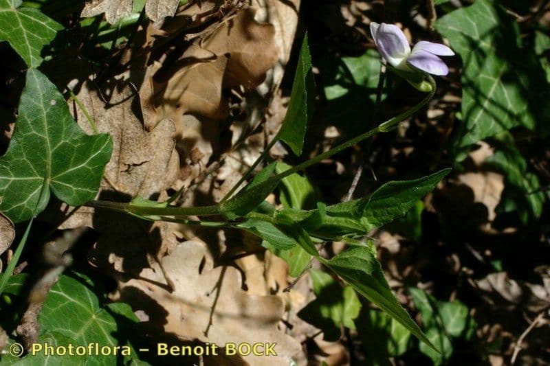 Viola 19