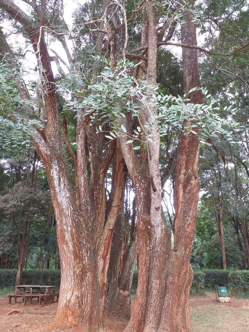 Tipu-Baum 22