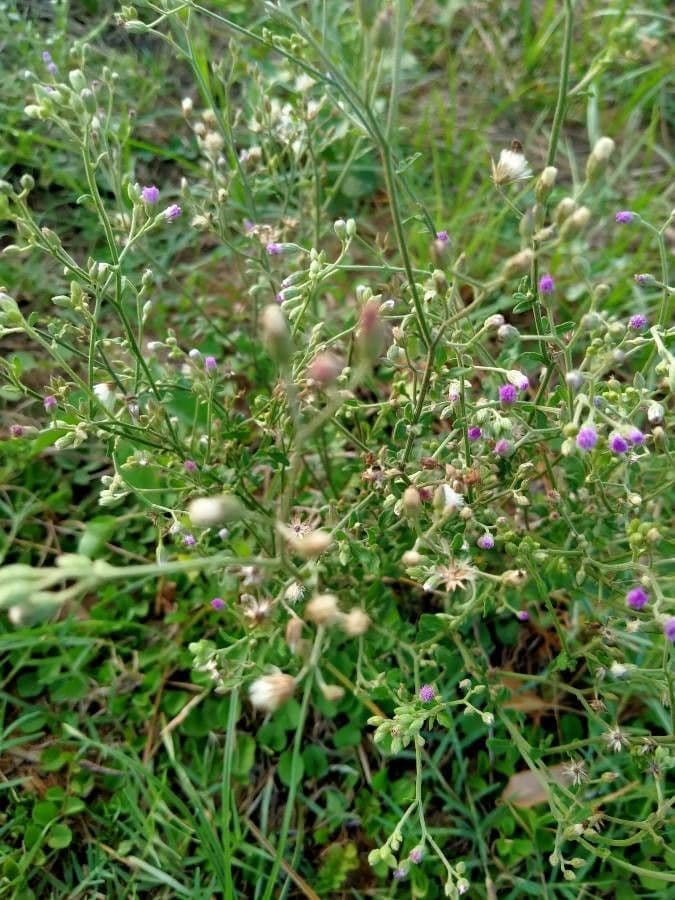 Cyanthillium popelavé 23