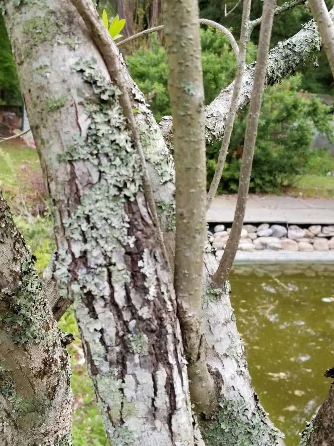 Chionanthus 23