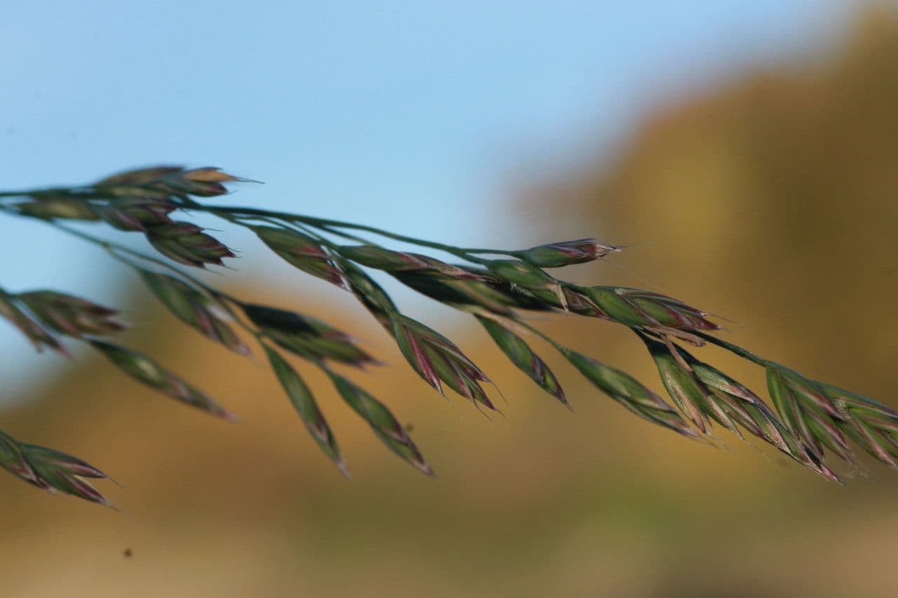 Festuca falascona 2