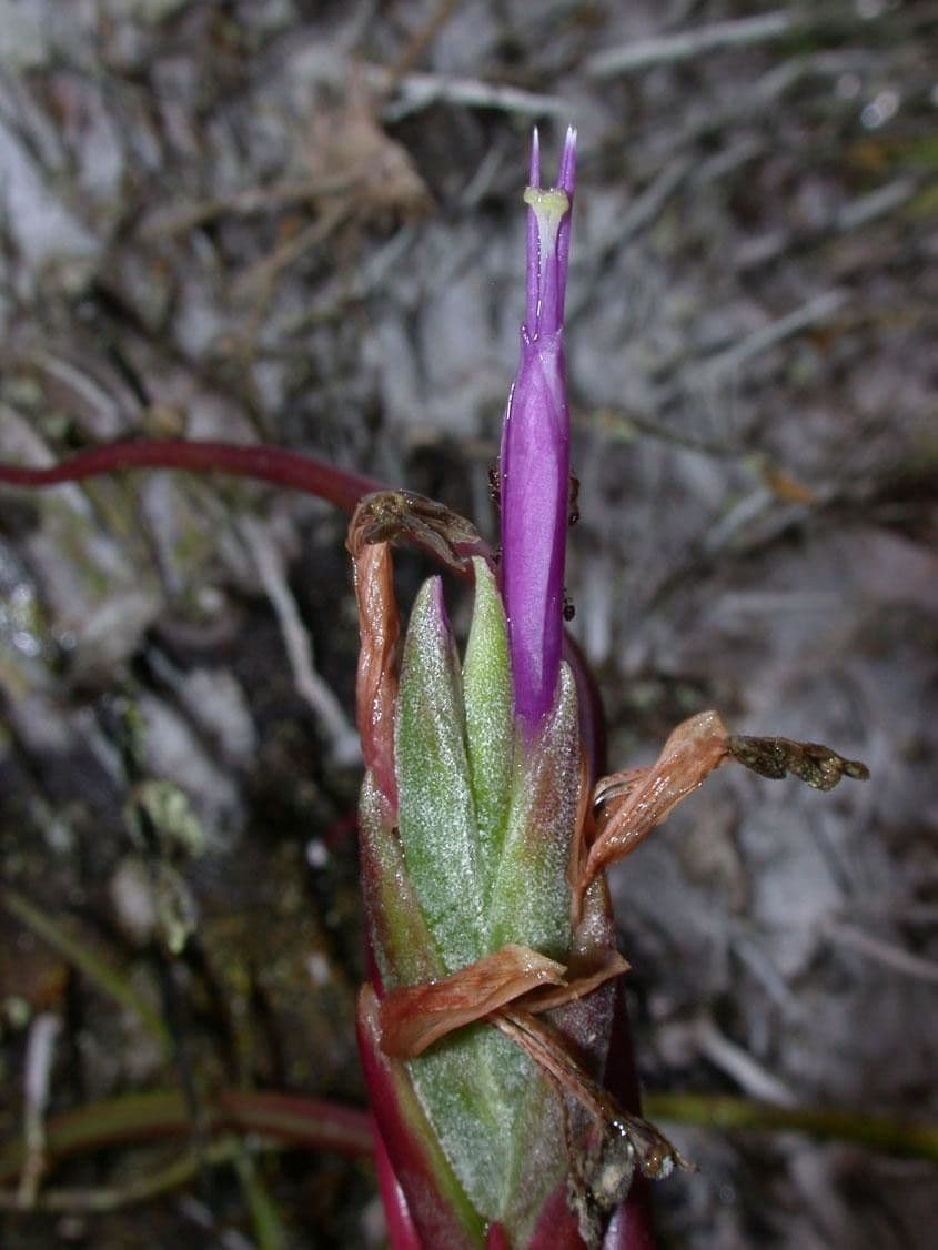 Tillandsia bulbosa 20
