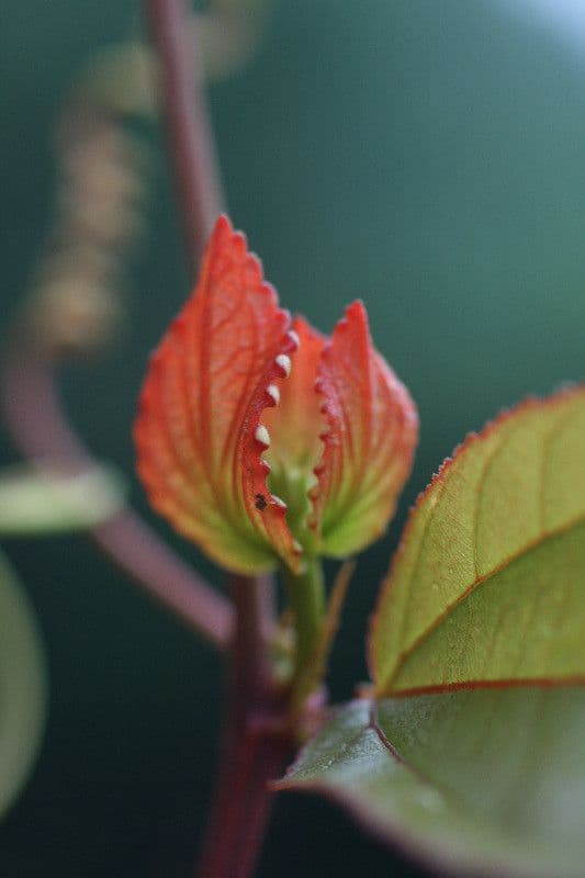 Passiflore écarlate 23