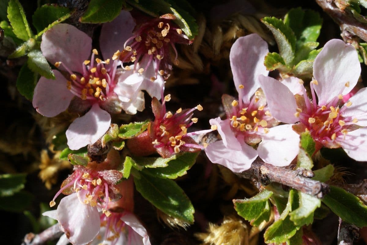 Cerisier 10