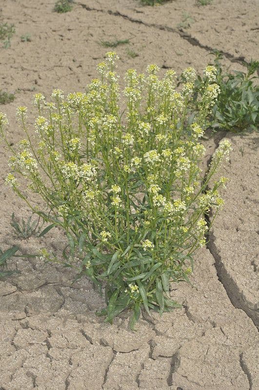 Lepidium 2