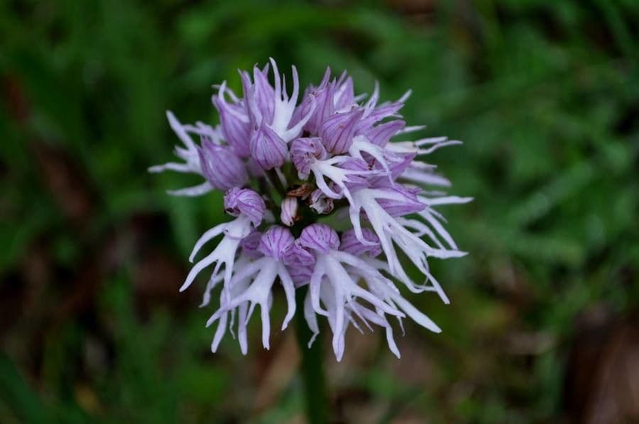Orchide Uomo Nudo 5