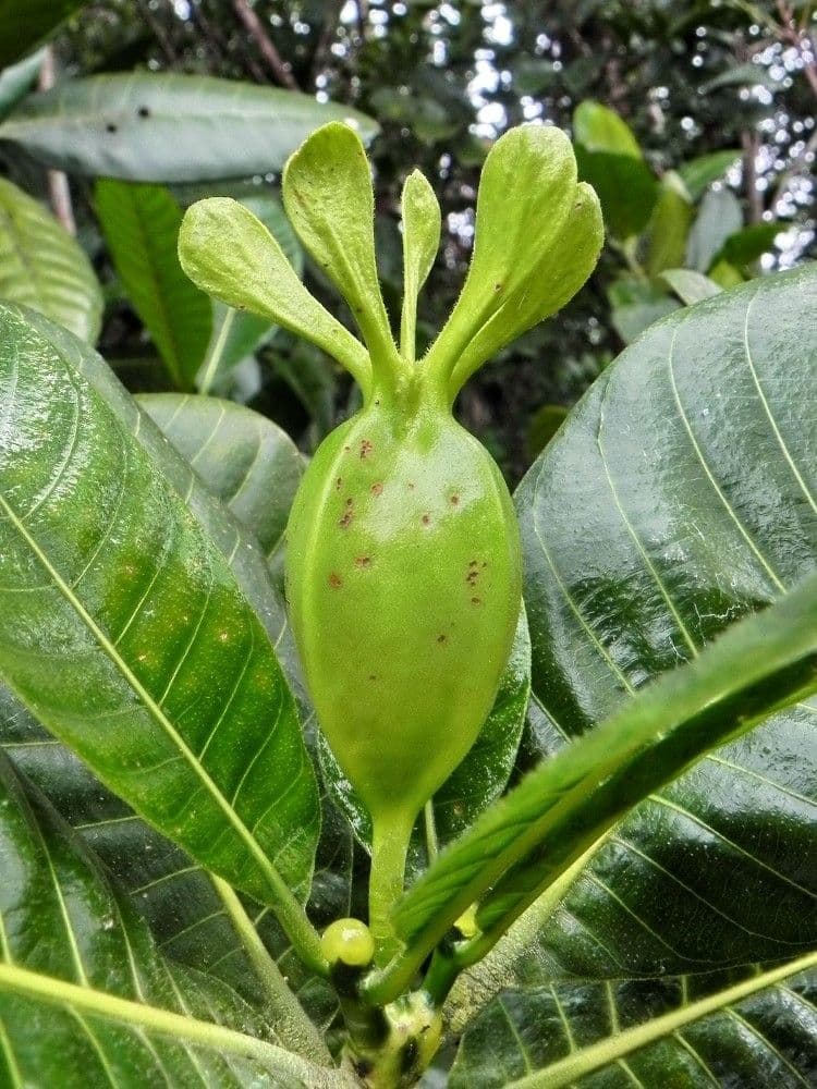 Aubrys Gardenie 5