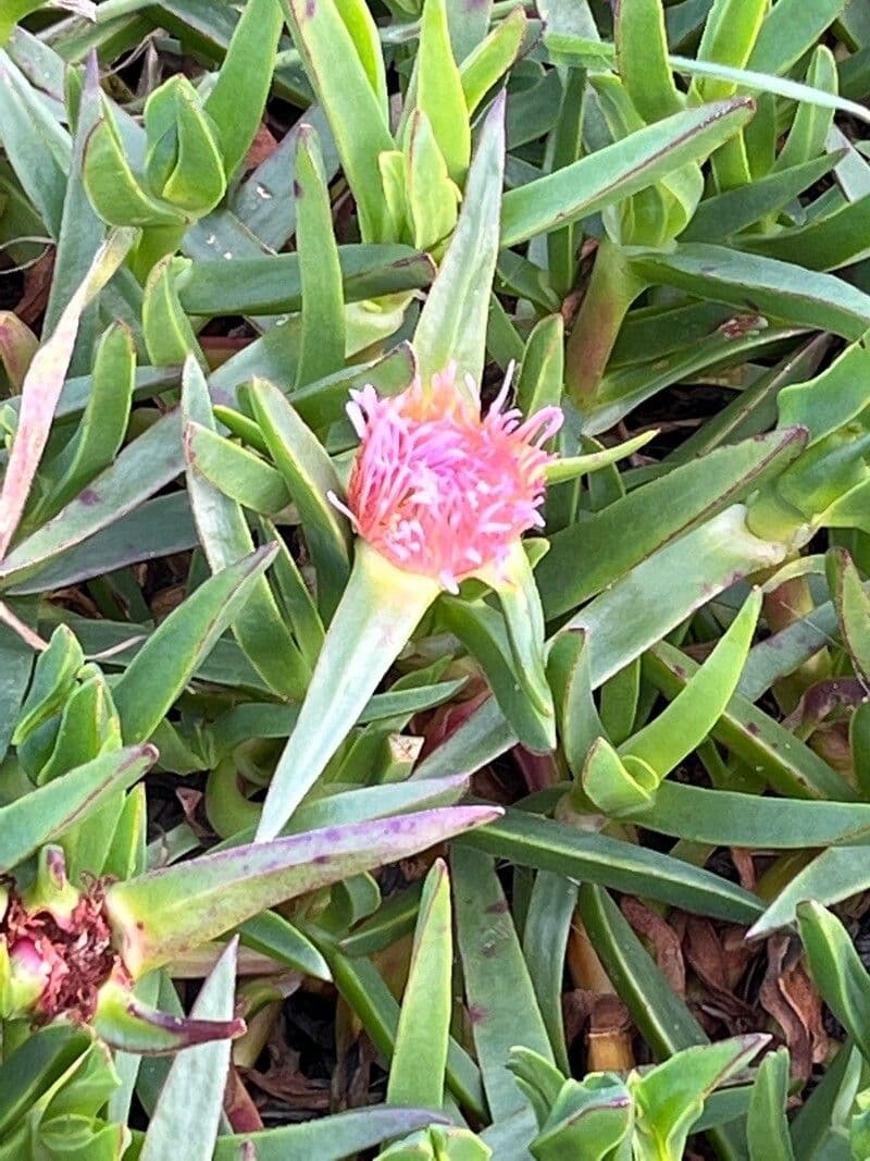Carpobrotus chilensis 4