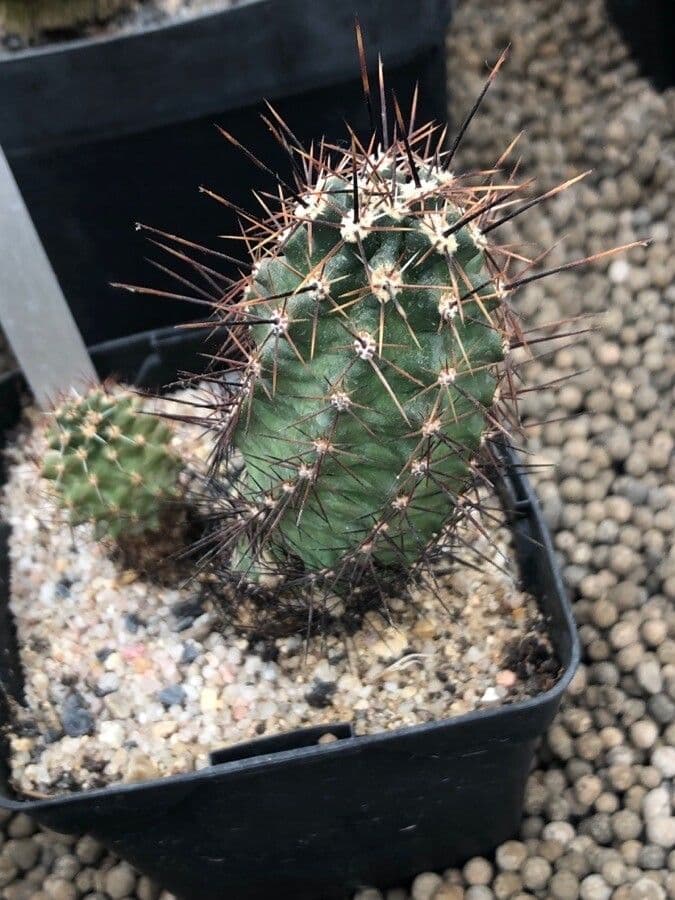 Echinocereus