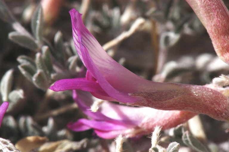 Astragalo maculato 9