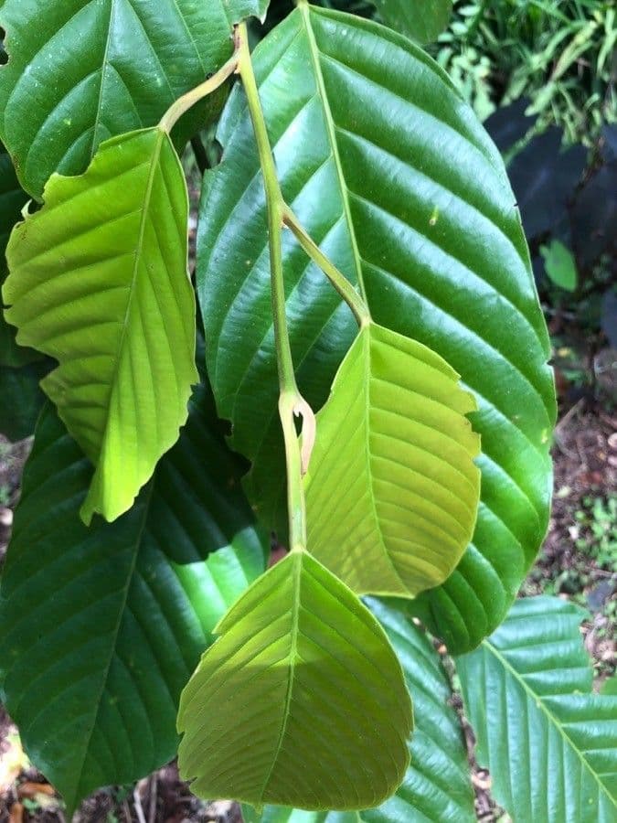Minquartia guianensis 12