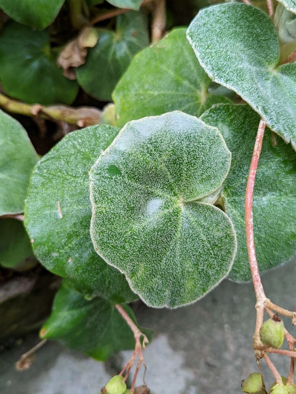 Begonia 11