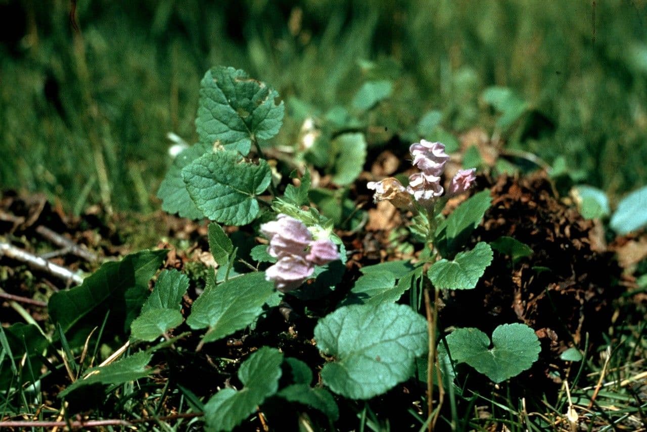 Herzblättrige Meehanie 2