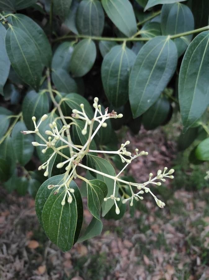 Cannella 8