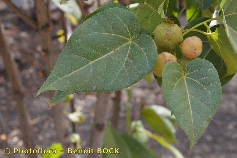 Pappelblättrige Hibiskus 27