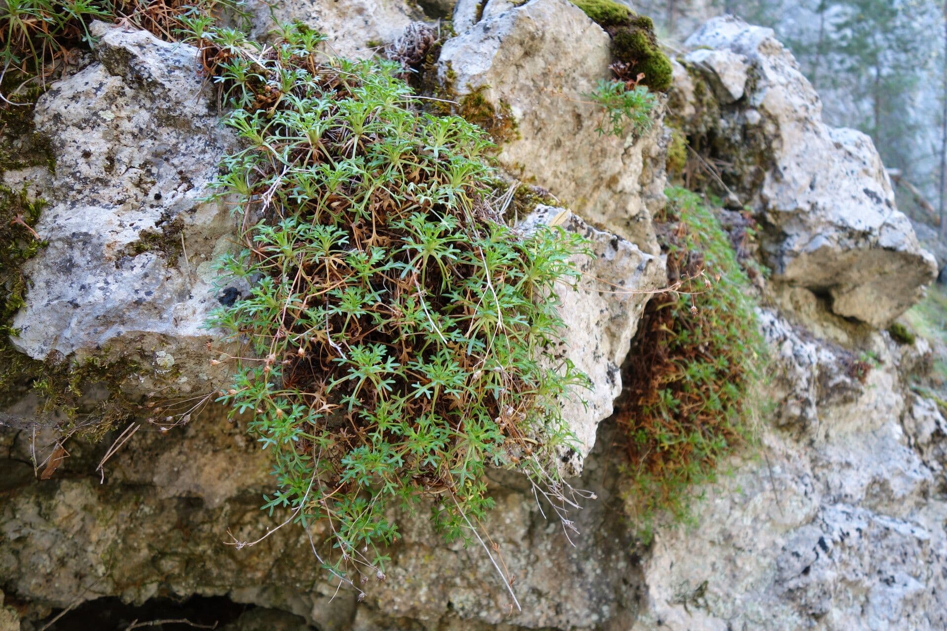 Sassifraga cuneata 9