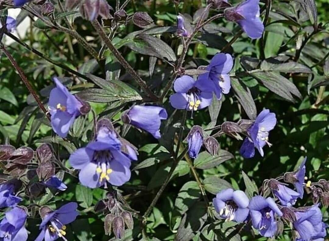 Polemonium reptans 5