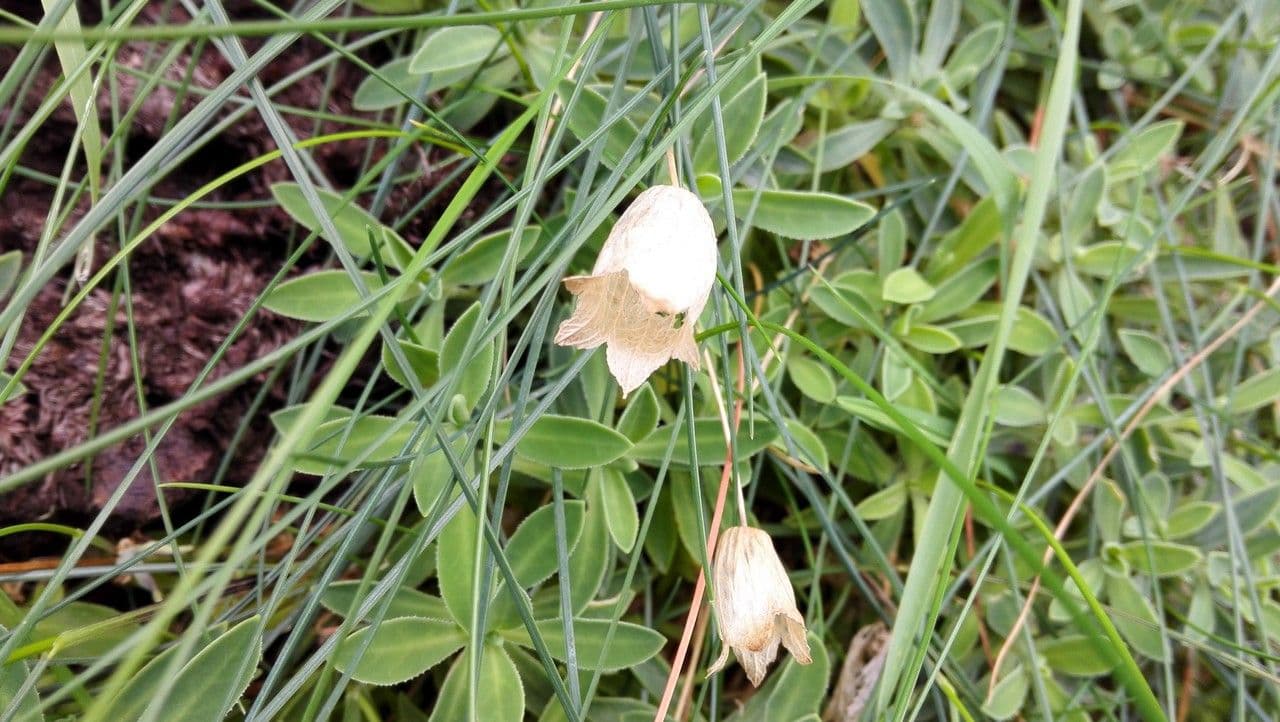 Silene a un fiore 20