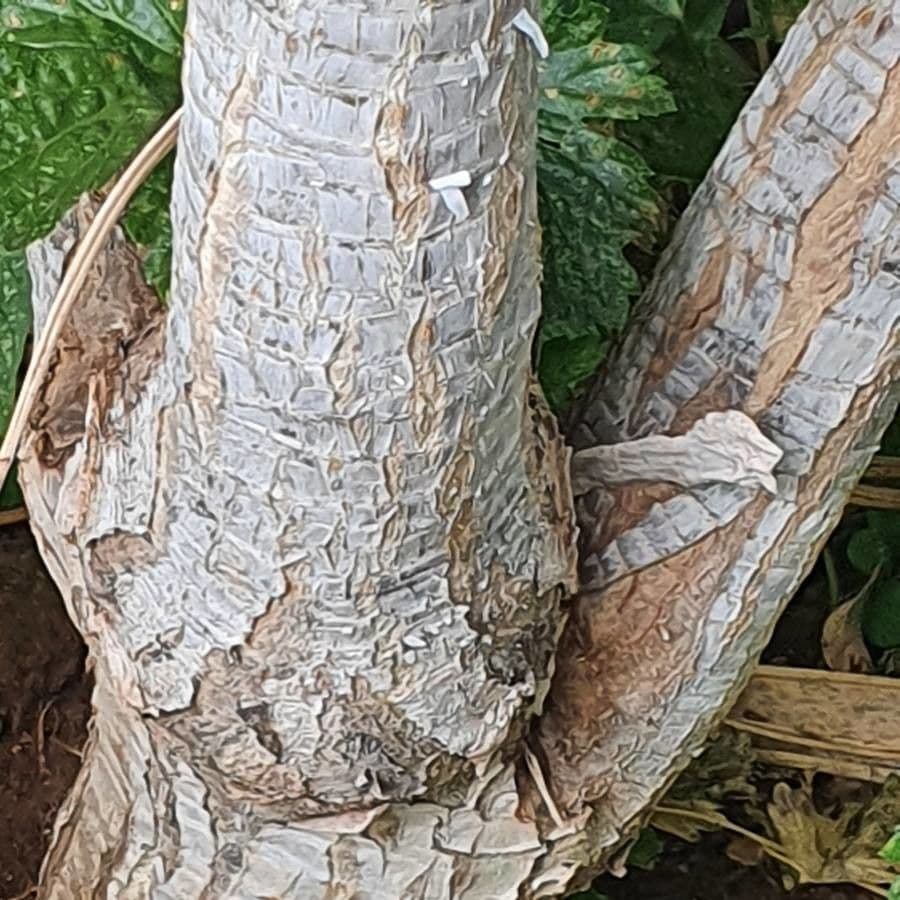 Dracena 10