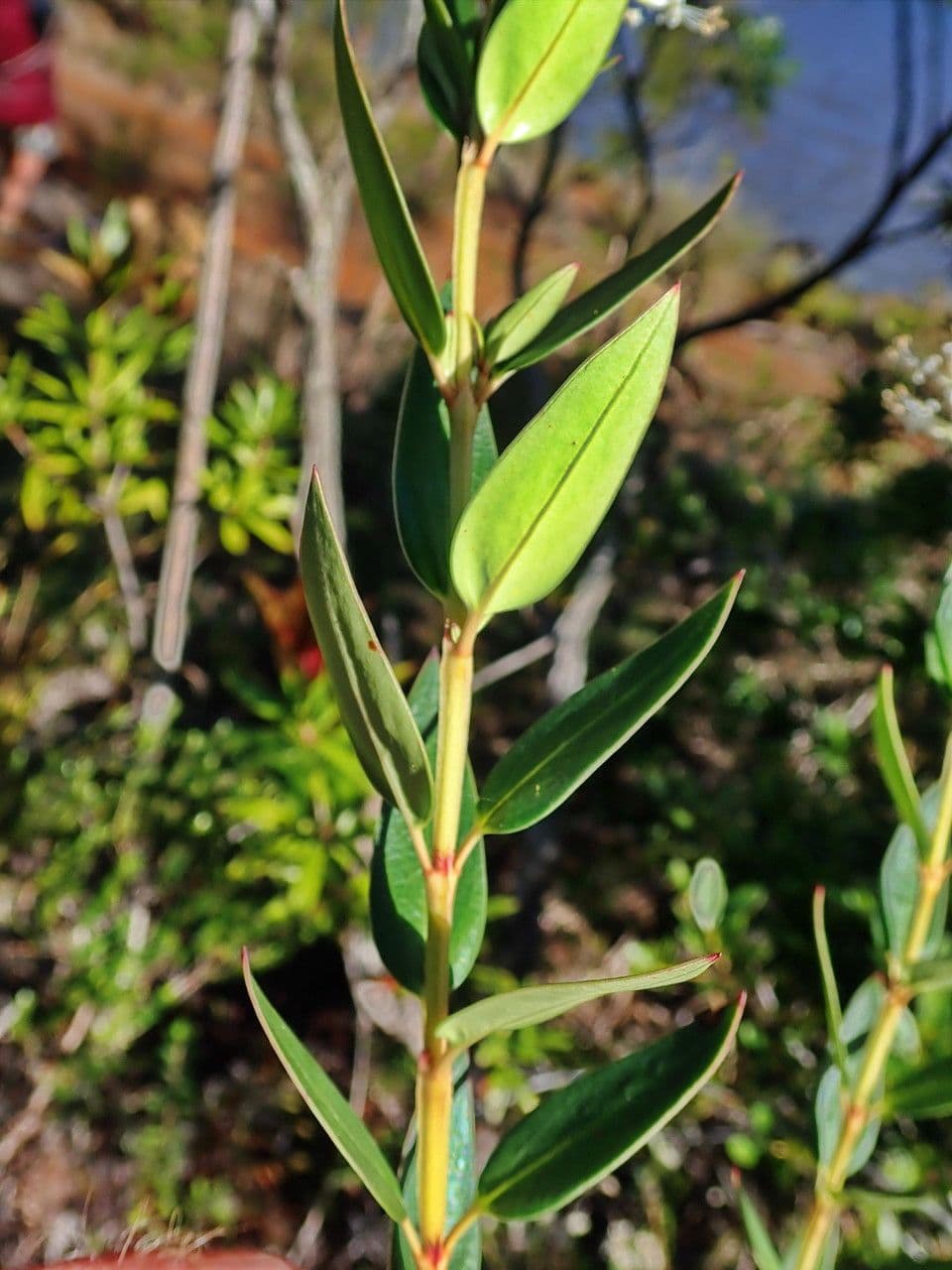 Normandia neocaledonica 12